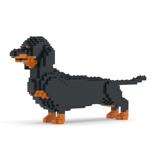 Dachshund