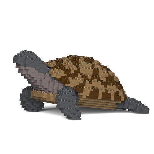 Greek Tortoise